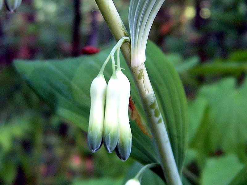 Изображение особи Polygonatum multiflorum.