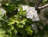 Crataegus microphylla