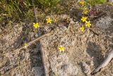 Ranunculus reptans. Цветущее и плодоносящее растение. Беларусь, Витебская обл., дер. Сурмино, песчаный берег озера. 10.08.2017.