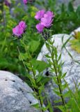 Linum hypericifolium. Верхушки цветущих растений. Адыгея, Фишт-Оштеновский массив, верховья р. Белая, ≈ 1600 м н.у.м., каменистый берег реки. 05.07.2017.