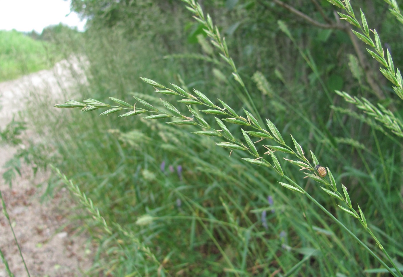 Изображение особи Elytrigia repens.