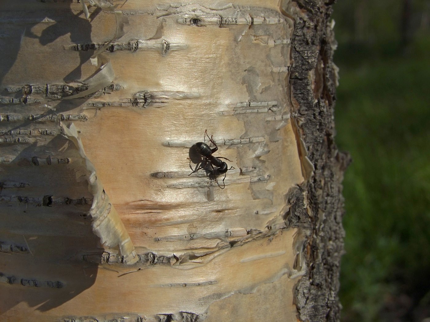 Изображение особи Betula lanata.