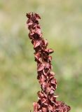 Rumex longifolius. Верхушка общего соплодия. Кабардино-Балкария, Эльбрусский р-н, долина р. Ирик, ок. 2100 м н.у.м., субальпийский луг. 05.08.2018.