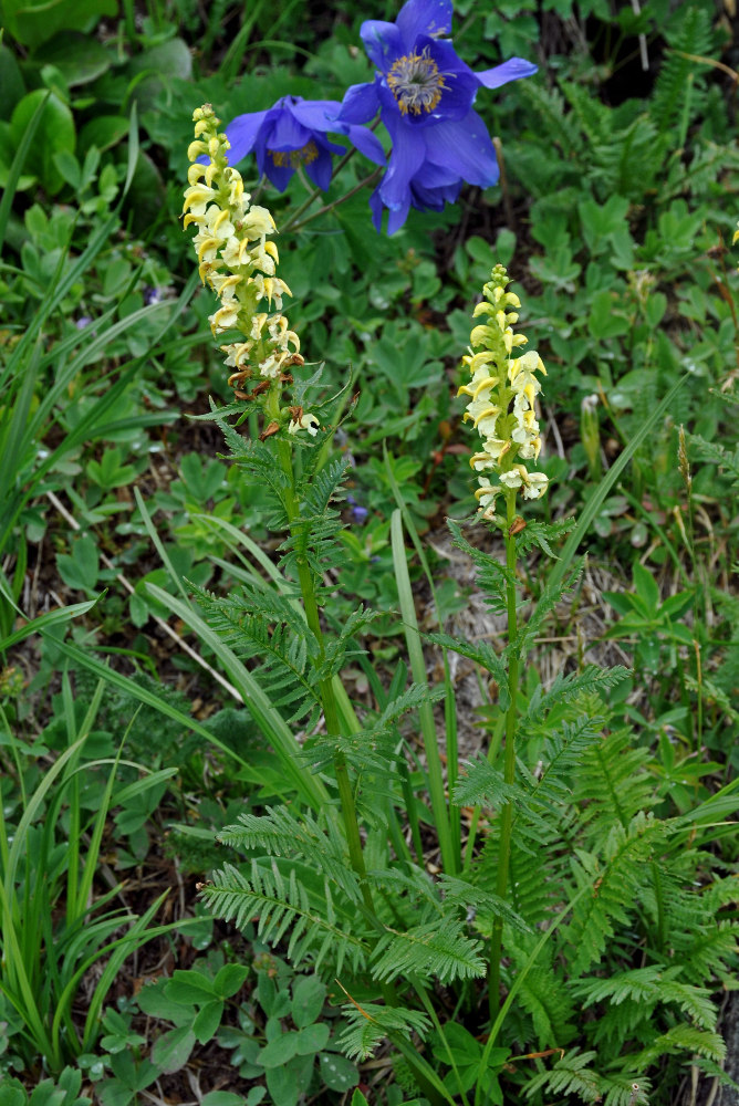 Изображение особи Pedicularis incarnata.