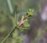 Bilacunaria boissieri