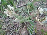 Astragalus acormosus