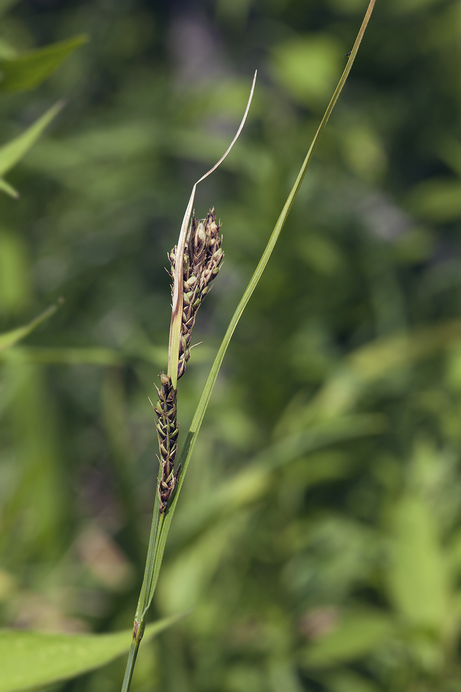 Изображение особи Carex gmelinii.