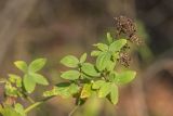 Galium physocarpum