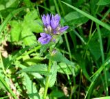 Campanula glomerata