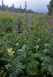 Aconitum septentrionale