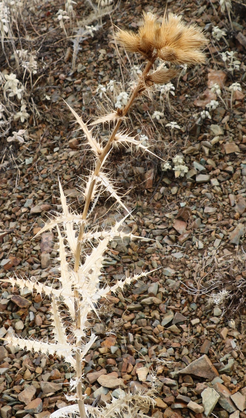 Image of Cirsium congestum specimen.