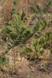 Astragalus pubiflorus. Плодоносящее растение. Ростовская обл., Шолоховский р-н, окр. хут. Антиповский, песчаная степь. 12.06.2022.