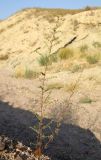 Artemisia scoparia. Цветущее растение. Узбекистан, Наманганская обл., Папский р-н, 15 км СЗЗ г. Пап, глинистая полупустыня. 22 сентября 2022 г.