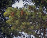 Pseudotsuga menziesii. Верхушка ветви с шишками. Ярославская обл., г. Переславль-Залесский, дендрологический парк им. С. Ф. Харитонова, в культуре. 12.06.2022.