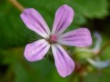 Geranium robertianum. Цветок. Московская обл., Дмитровский р-н, берег канала им. Москвы, смешанный лес. 10.09.2022.