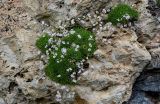 Gypsophila tenuifolia. Цветущие растения. Ингушетия, Джейрахский р-н, перевал Цей-Лоам, ≈ 2200 м н.у.м., на скале. 24.07.2022.