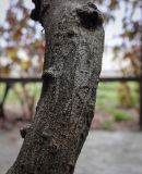 Wisteria sinensis