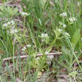 род Valerianella. Цветущее растение. Ростовская обл., Усть-Донецкий р-н, окр. пос. Огиб. 02.05.2011.