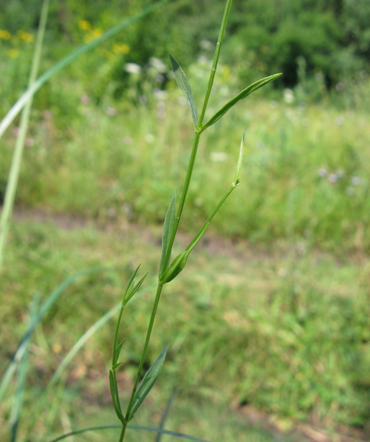 Изображение особи Stellaria graminea.