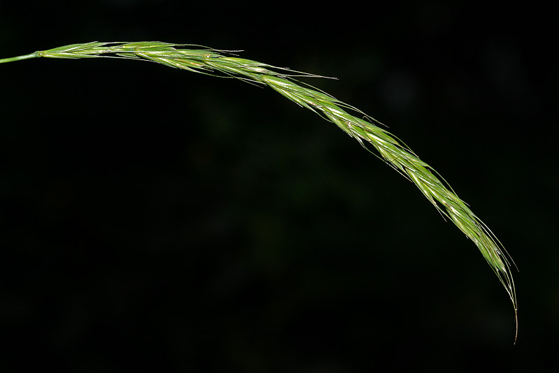 Изображение особи Elymus caninus.