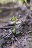 Anagallis foemina