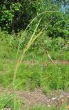 Carex aquatilis