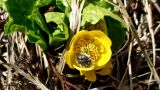 Caltha polypetala