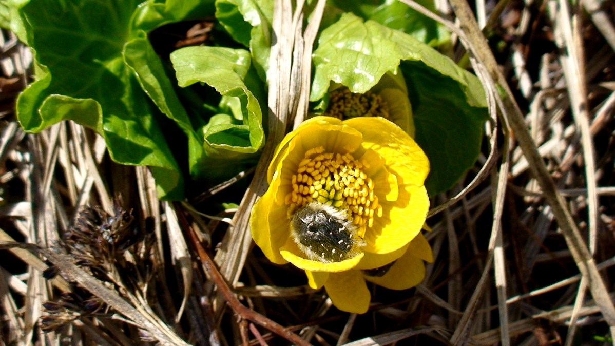 Изображение особи Caltha polypetala.