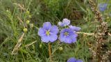 Linum baicalense