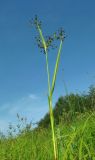 Scirpus sylvaticus