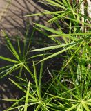 Cyperus involucratus