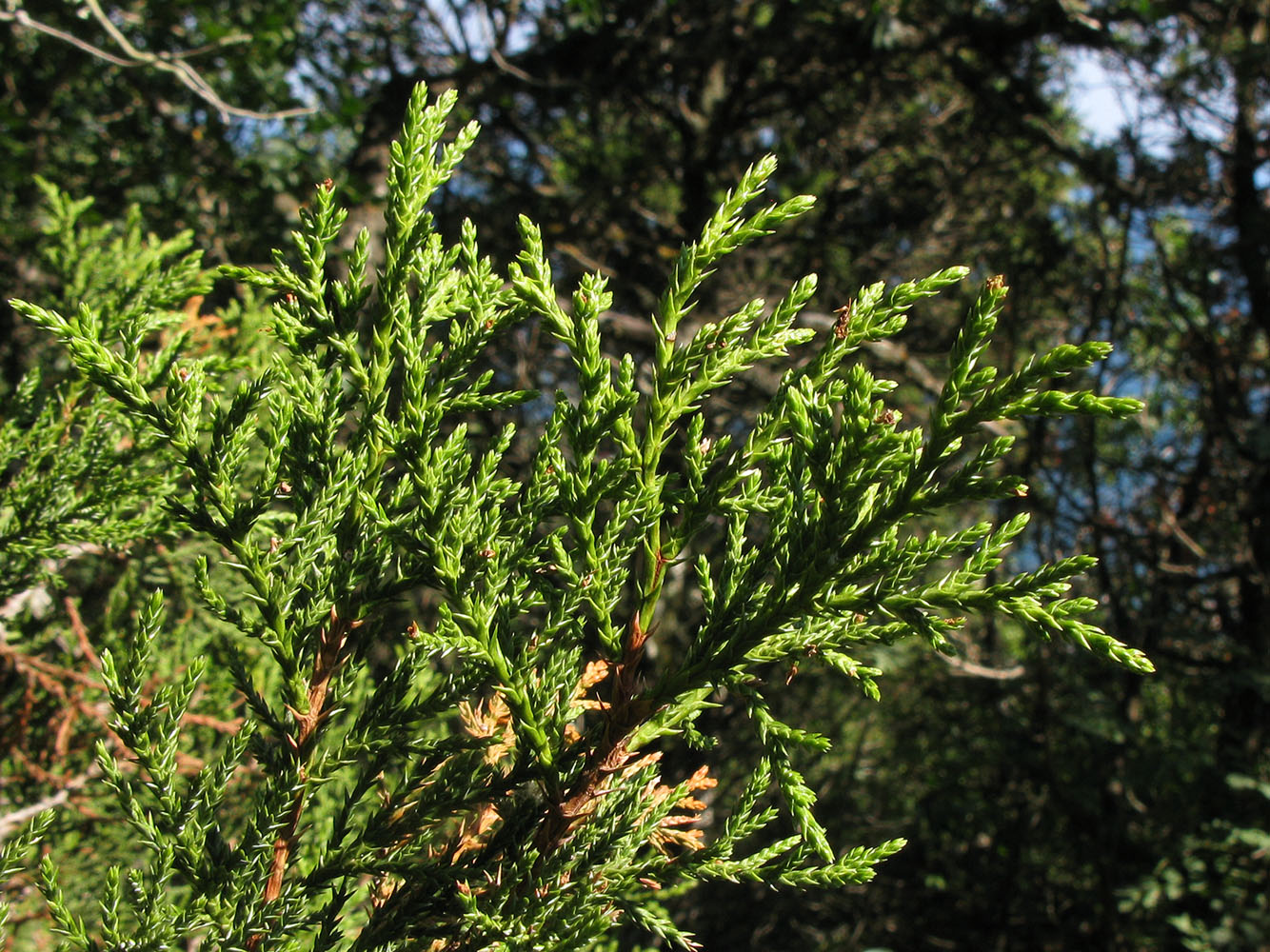 Image of Juniperus foetidissima specimen.