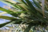 Arundo donax