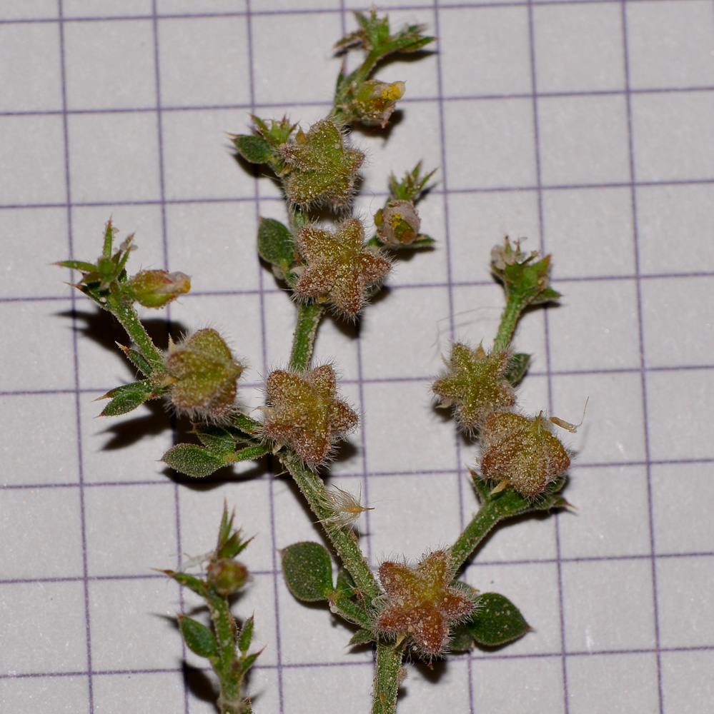 Изображение особи Fagonia glutinosa.