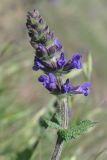 Salvia verbenaca. Соцветие. Крым, Севастополь, бух. Солёная. 30 апреля 2014 г.