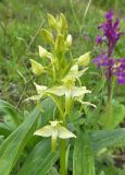 Platanthera chlorantha