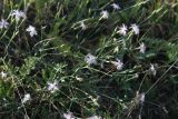 Dianthus angrenicus