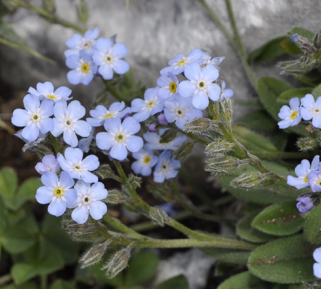 Изображение особи Myosotis suaveolens.