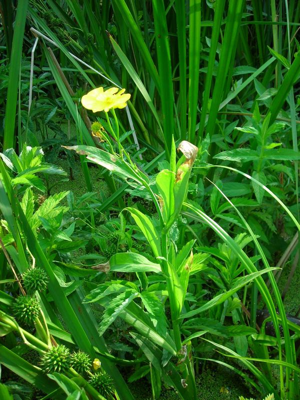 Изображение особи Ranunculus lingua.