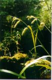 Carex rhynchophysa. Верхушка побега с соцветиями. Читинская обл., среднее течение р. Тунгир. Июль 2000 г.