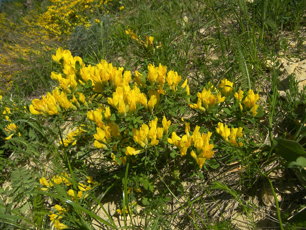 Изображение особи Chamaecytisus ruthenicus.