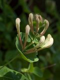 Lonicera caprifolium. Верхушка побега с распускающимися соцветиями. Ленинградская обл., пос. Дубки, в культуре. 25.05.2014.