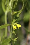 Melampyrum sylvaticum