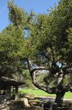 Quercus agrifolia. Часть кроны старого дерева. США, Калифорния, Санта-Барбара, ботанический сад. 18.02.2014.
