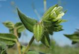 Nonea lutea