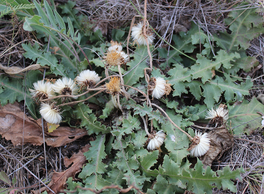 Изображение особи Taraxacum serotinum.