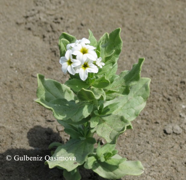 Изображение особи Argusia sibirica.