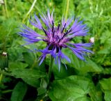 Centaurea montana