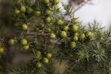 Juniperus deltoides