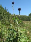 Echinops tricholepis. Верхушка цветущего растения. Казахстан, Джунгарский Алатау, верховья Черной Речки, Лепсинский филиал Жонгар-Алатауского национального парка, Черновский участок, пояс яблоневых лесов, выс. 1200 м н.у.м. 26 августа 2016 г.